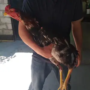 Дакан О шамо корейский, Душанбе