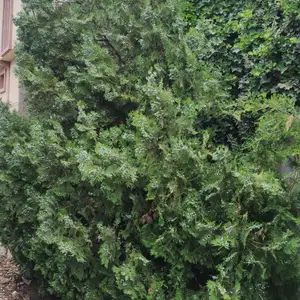 Вечнозелёная туя в, Душанбе