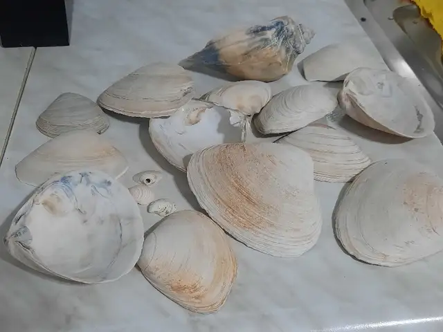 Ракушки для аквариума, Душанбе