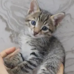 Котята, Душанбе