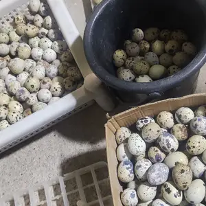 Тухми бедонаи Итальянский, Турсунзаде