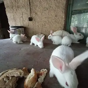 Кролики породы Хиколь, Душанбе