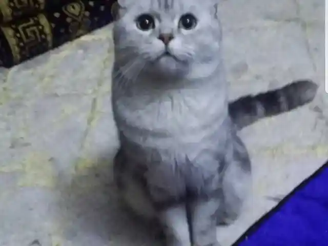 Кот британский шиншилла на вязку, Душанбе