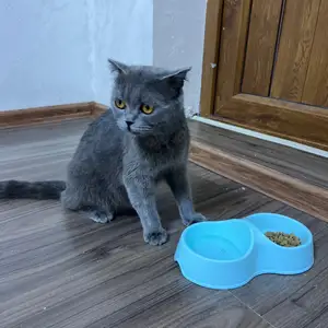 Шотландская кошка, Душанбе