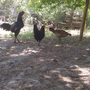 Мургхо, Душанбе
