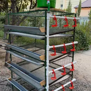 Клетка для перепелов, Худжанд