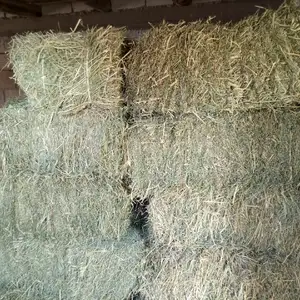 Пресси рушка, Вахдат