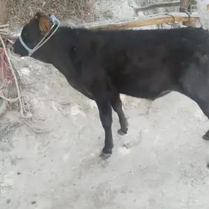 Бкача, Душанбе