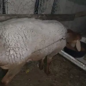 Бара, Худжанд