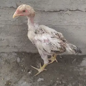 Даканг, Канибадам