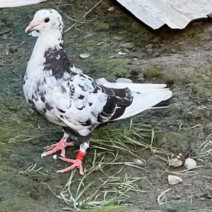 Кафтар, Абдурахмони Джоми