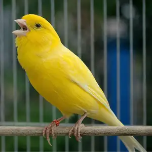 Канарейка, Худжанд