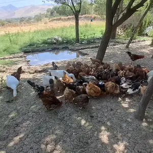 Мургхои зоти тухми, Вахдат