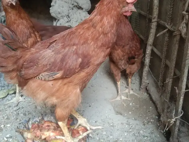 Чучаи ломан бравн, Канибадам