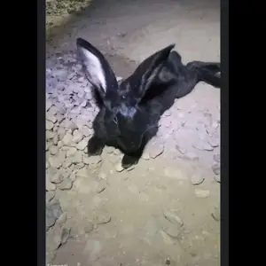 Кролик, Душанбе