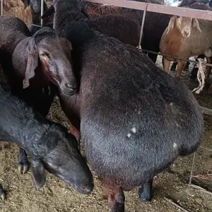 Кучкор, Душанбе