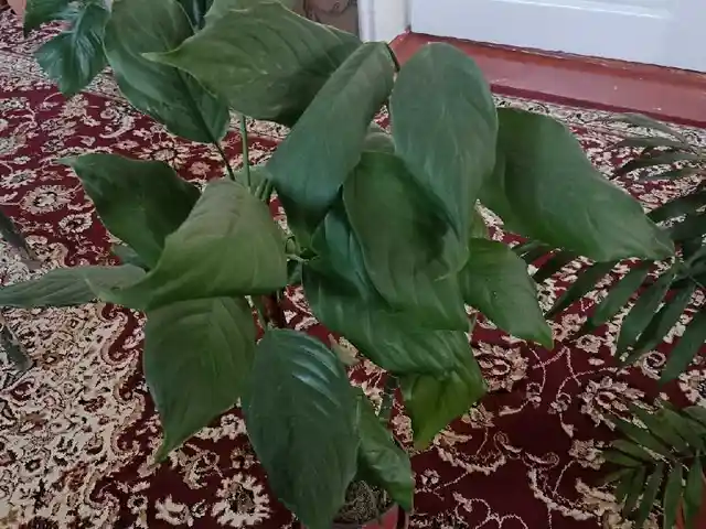 Аглонема, Душанбе