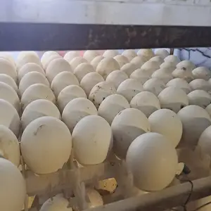 Тухуми урдак, Худжанд