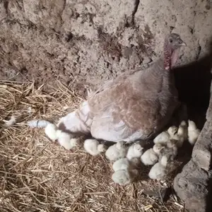 Индюк, Турсунзаде