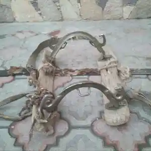 Зини асп, Худжанд