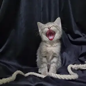 Шотландские котята, Худжанд