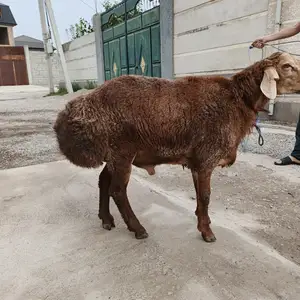 Гусфанд, Душанбе