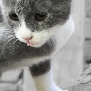 Котик, Душанбе