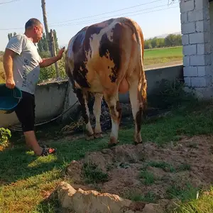 Гов, Матча