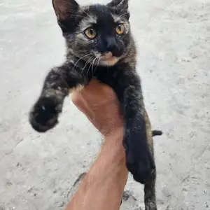 Кошка, Конибодом