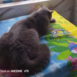 Британский кот на вязку, Турсунзаде