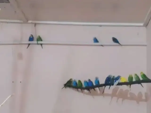 Попугай, Душанбе