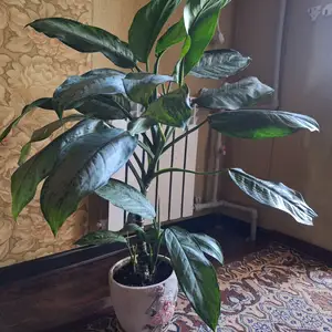 Аглаонема silver, Душанбе