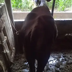 Гов, Конибодом