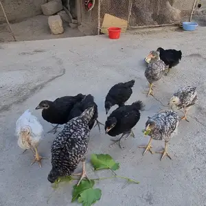 Чуча, Худжанд