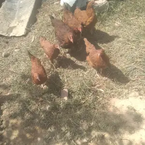 Мурхои сурх, Душанбе