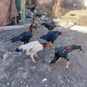 Тухми дакан, Гиссар