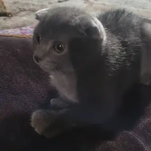 Шотландский кошка вислоухие, Душанбе