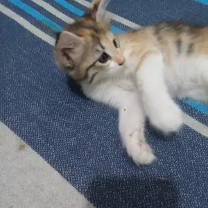 Котенок даром, Хуҷанд