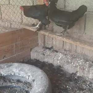 Японча, Турсунзаде