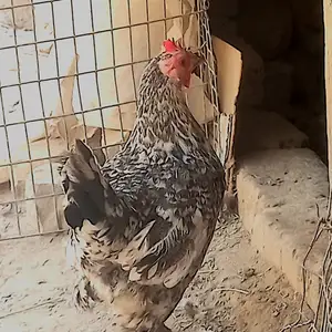 Япончаи тухмкун, Душанбе