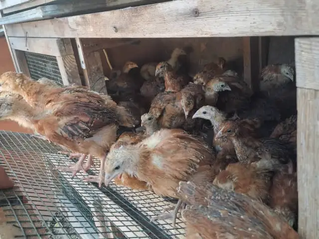 Чучаи Ломан Браун, Хуҷанд