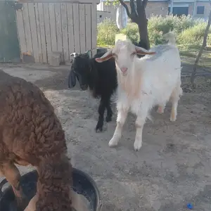Буз, Худжанд