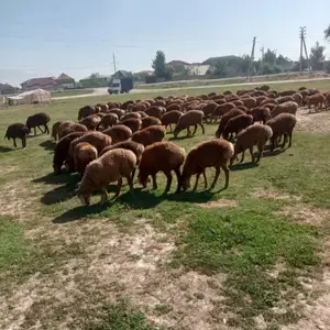 Гусфанд, Душанбе