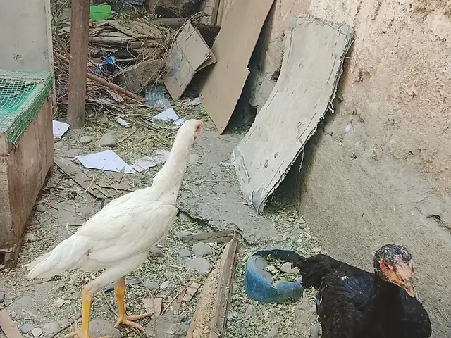 Дакан, Душанбе