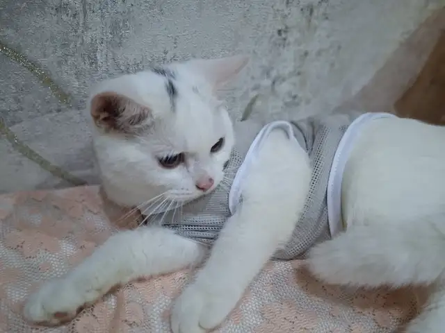 Шотландский котёнок, Худжанд