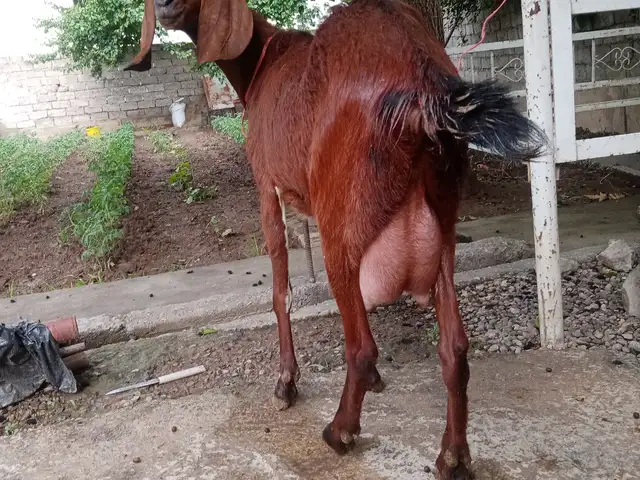 Бузи ширдор, Душанбе