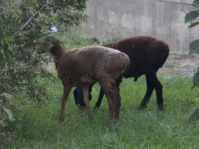 Кушкор, Хуҷанд