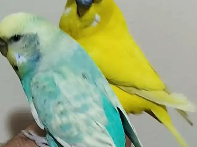 Домашний Попугай, Душанбе