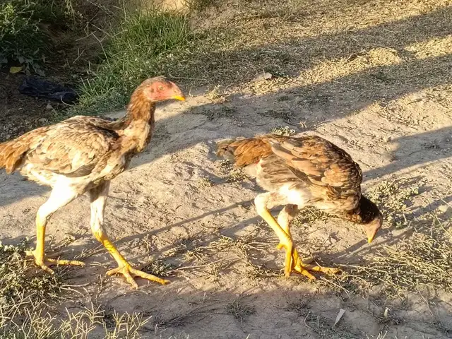 Мокиён чӯҷаи дакан, Деваштич (Ғончӣ)