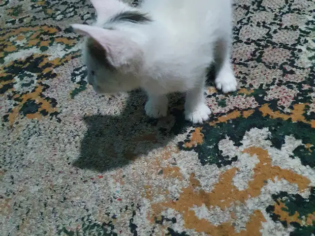 Котята, Бобоҷон Ғафуров
